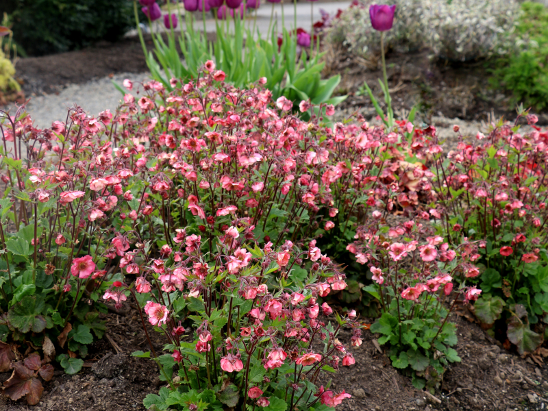 Geum TEMPO™ Rose