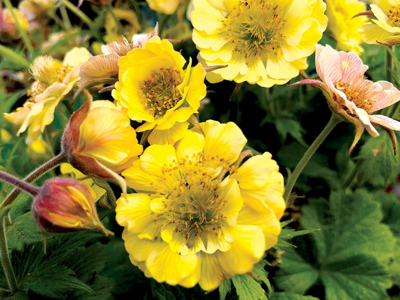 Geum TEMPO™ Yellow