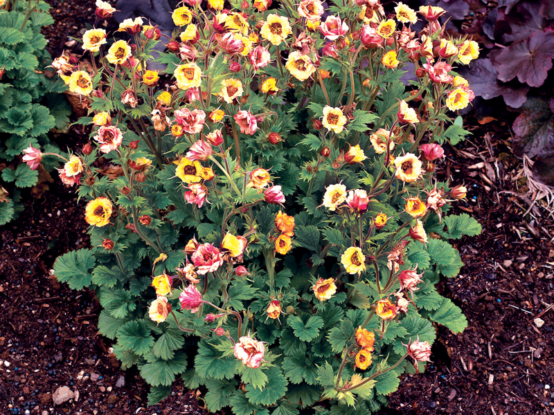 Geum TEMPO™ Yellow