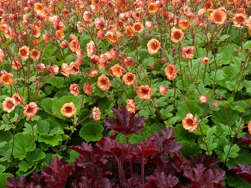 Geum TEMPO™ Orange