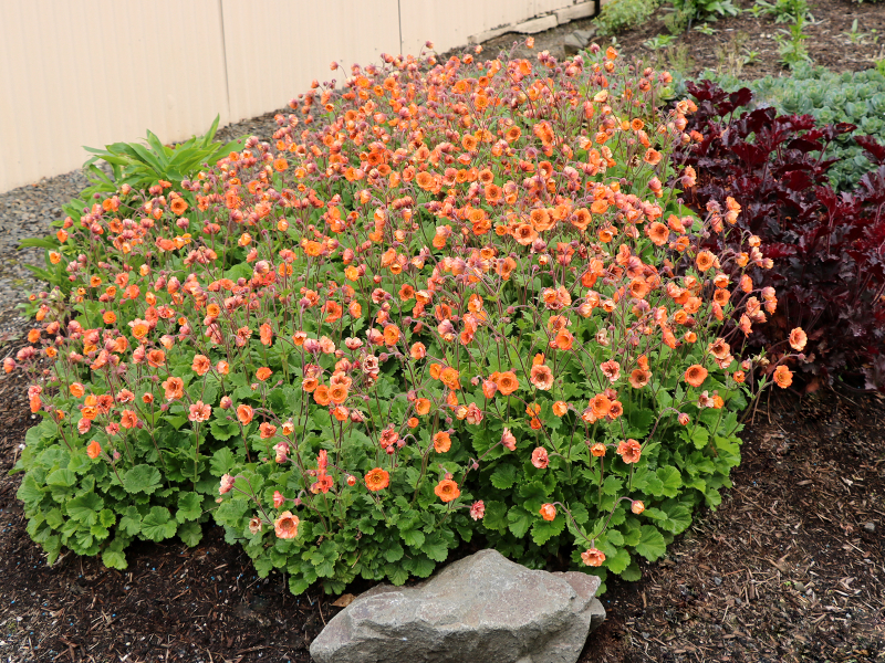 Geum TEMPO™ Orange