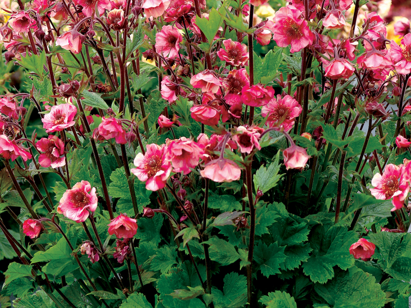 Geum TEMPO™ Rose