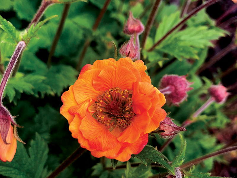 Geum TEMPO™ Orange