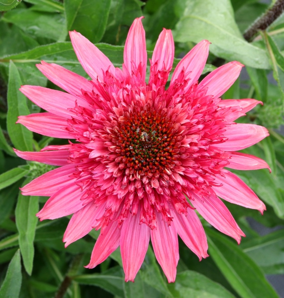 Echinacea Giddy Pink