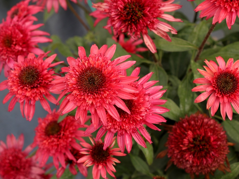 Echinacea Giddy Pink