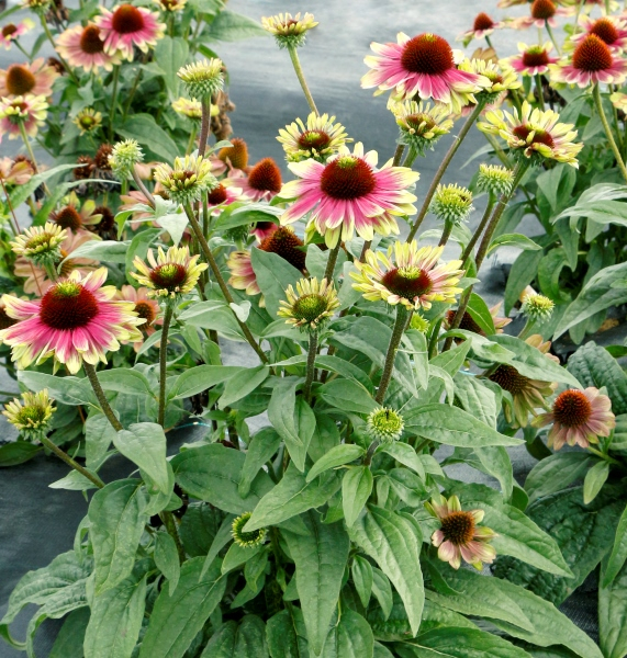 Echinacea Sweet Sandia