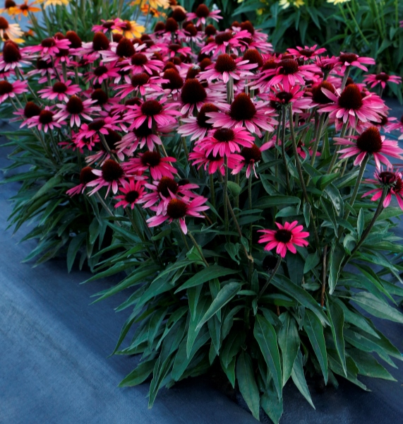 Echinacea DARK SHADOWS™ Wicked