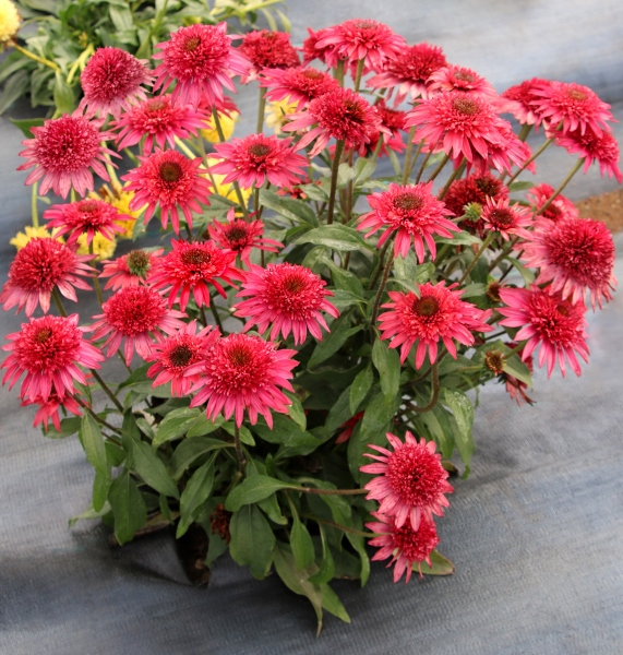 Echinacea Giddy Pink