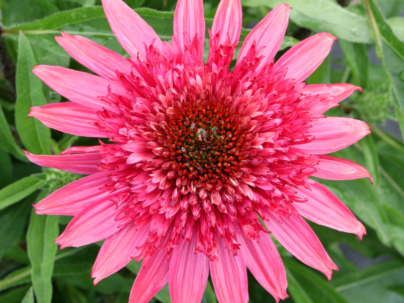 Echinacea Giddy Pink