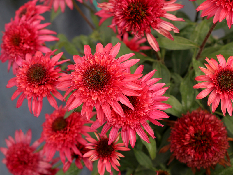 Echinacea Giddy Pink