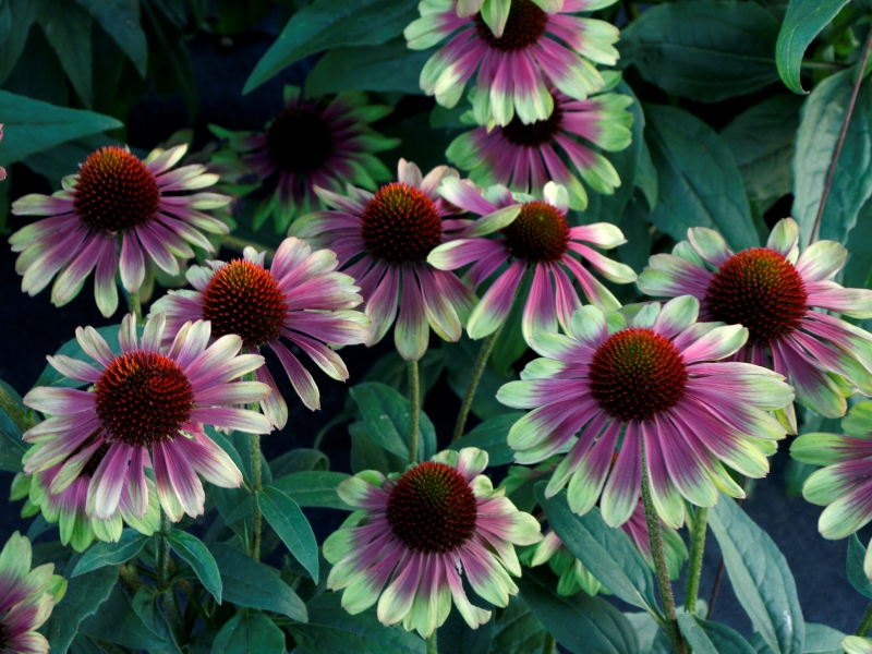 Echinacea Sweet Sandia