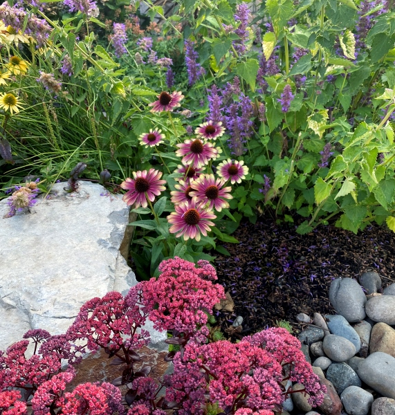 Echinacea Sweet Sandia