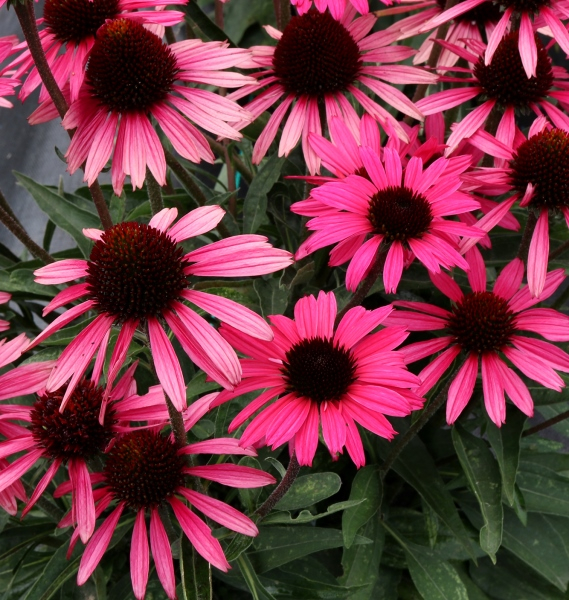 Echinacea DARK SHADOWS™ Wicked