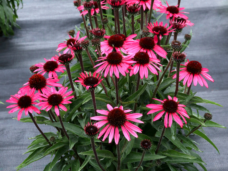 Echinacea DARK SHADOWS™ Wicked