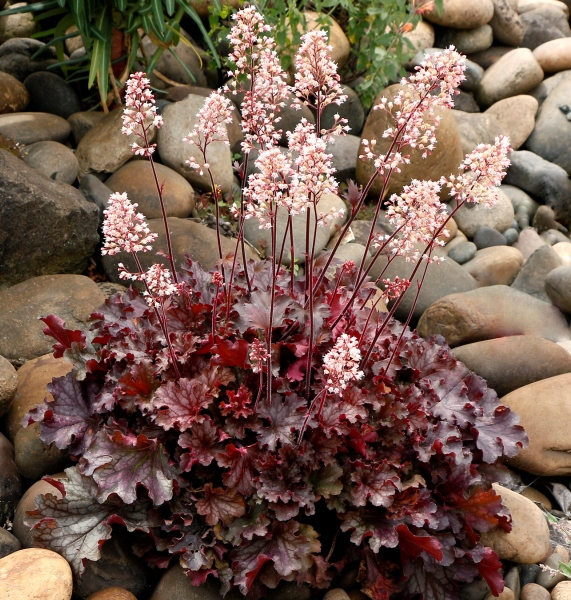 Heuchera Ruby Tuesday