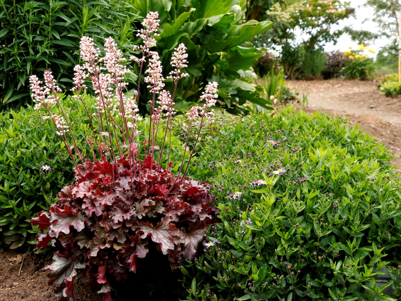 Heuchera Ruby Tuesday