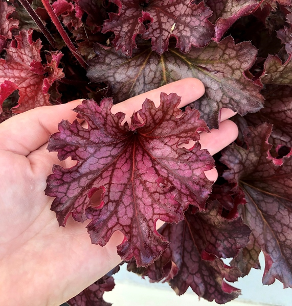 Heuchera Ruby Tuesday