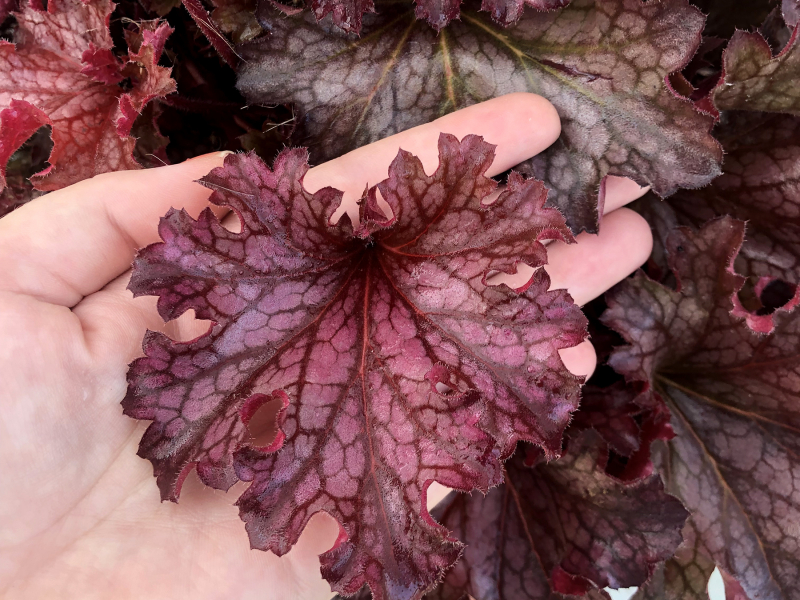 Heuchera Ruby Tuesday