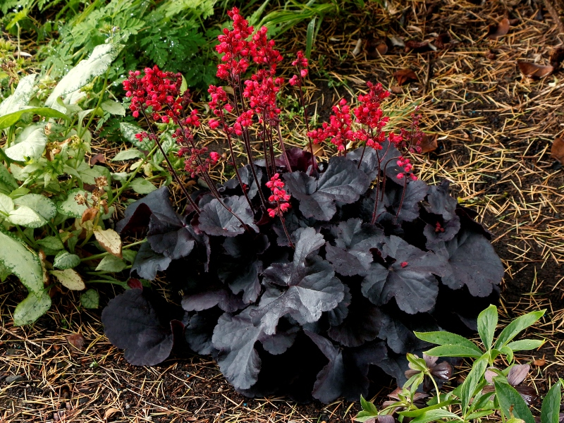 Heuchera Black Forest Cake