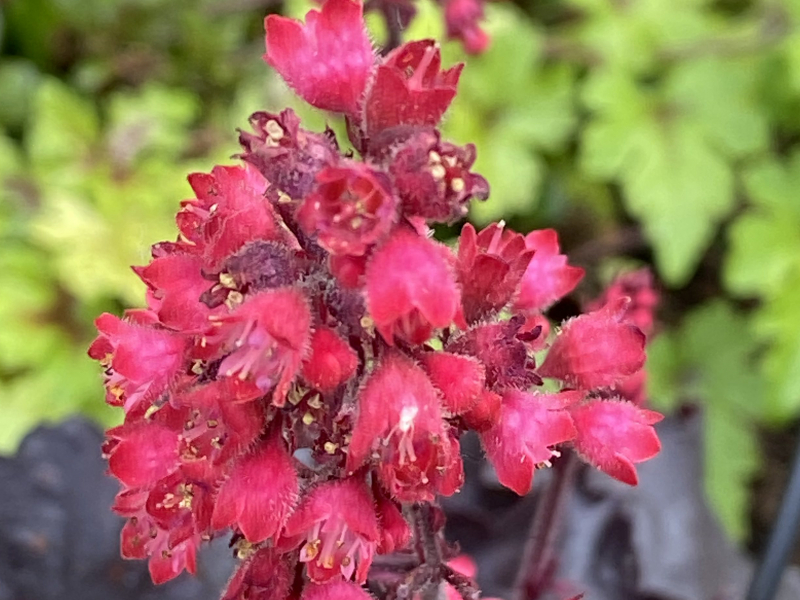 Heuchera Black Forest Cake