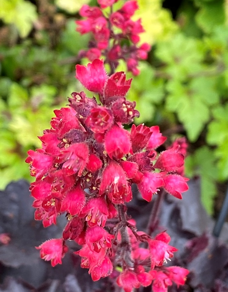 Heuchera Black Forest Cake