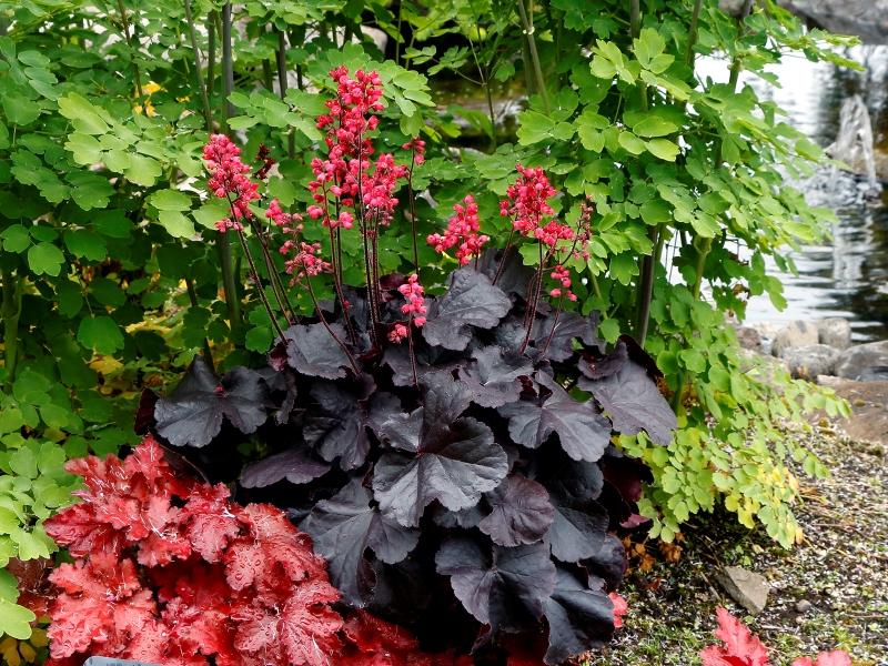 Heuchera Black Forest Cake