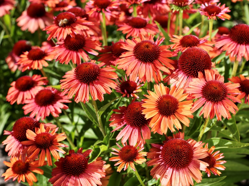 Echinacea Meditation Orange®