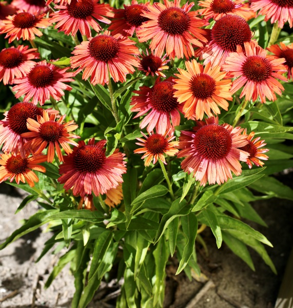 Echinacea Meditation Orange®