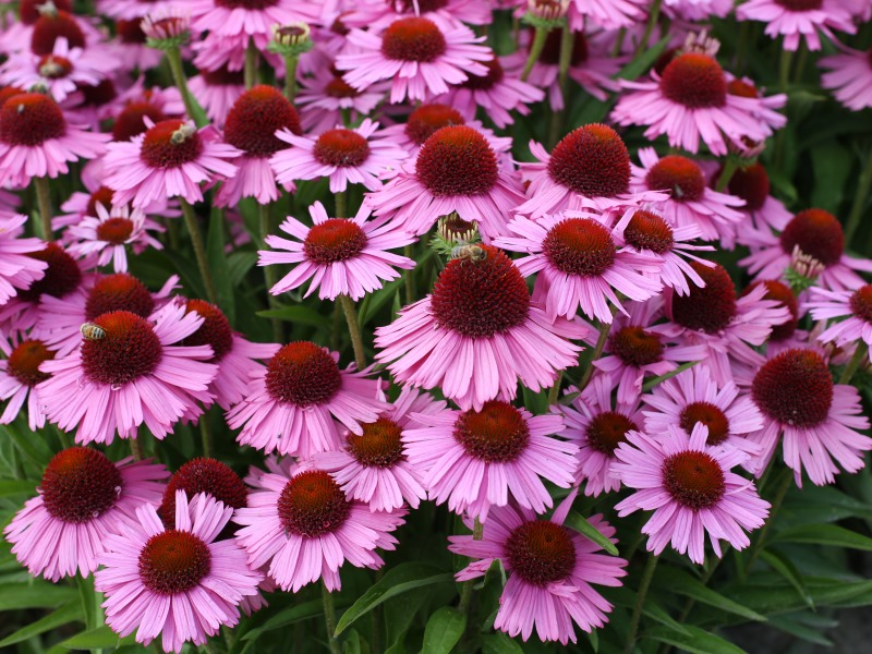 Echinacea Meditation Pink®