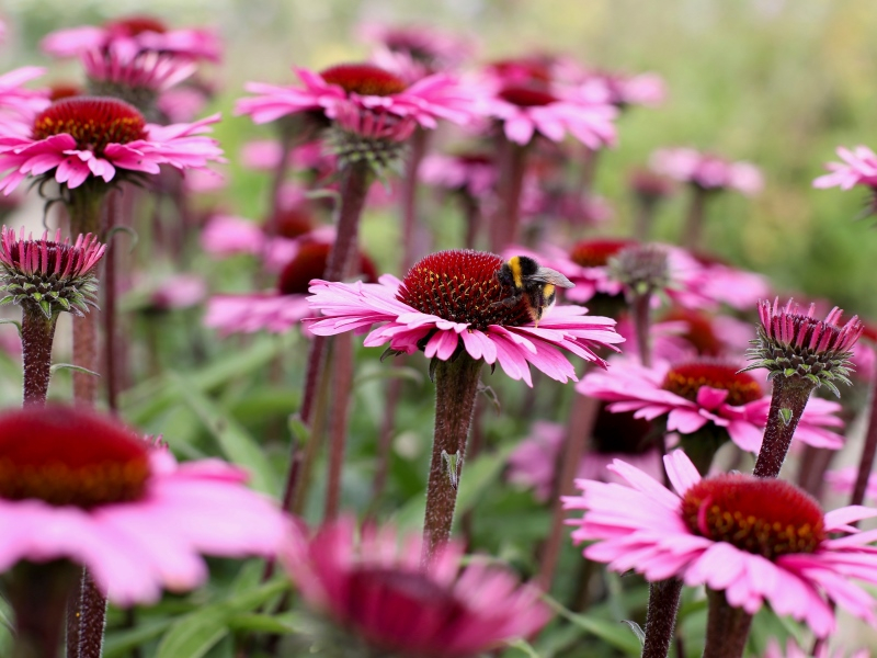 Echinacea Sensation Blackpearl®