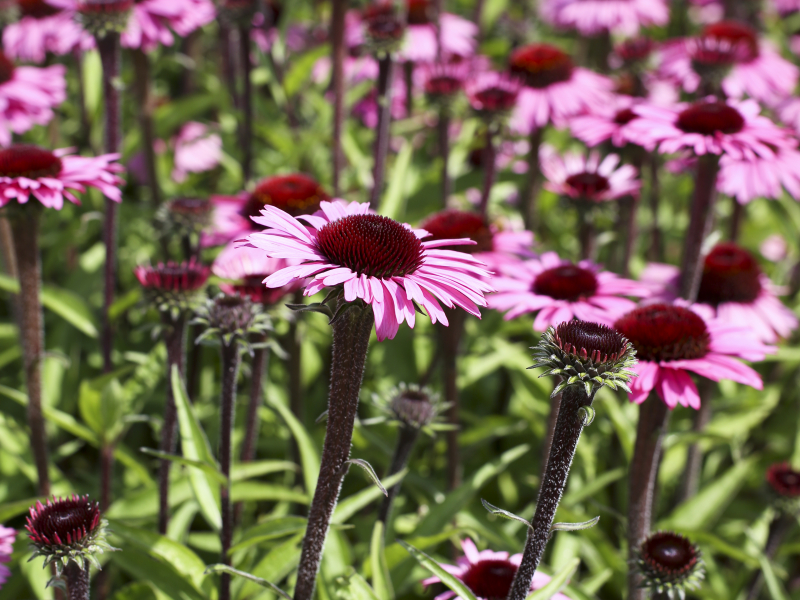 Echinacea Sensation Blackpearl®