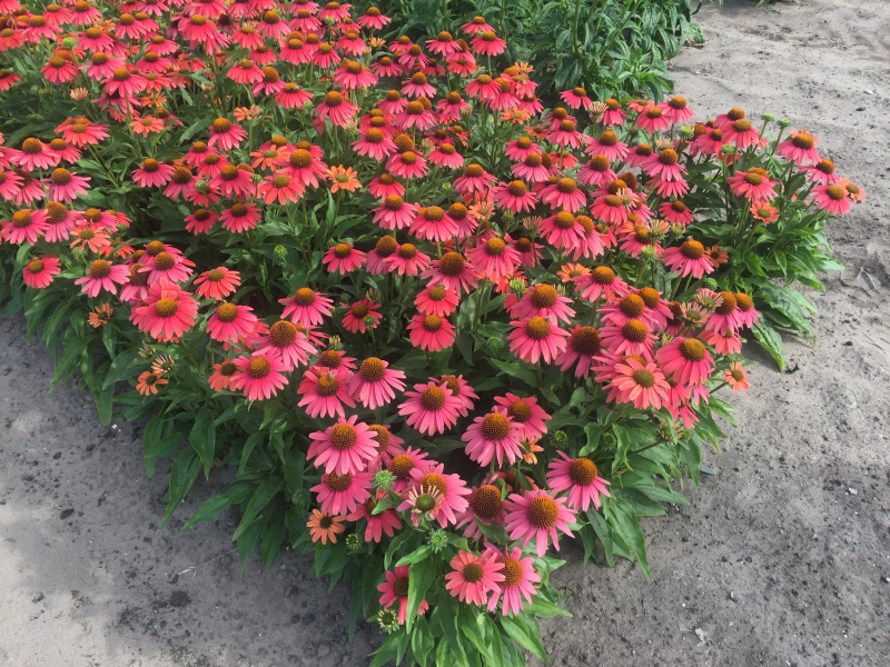 Echinacea Sensation Coral®