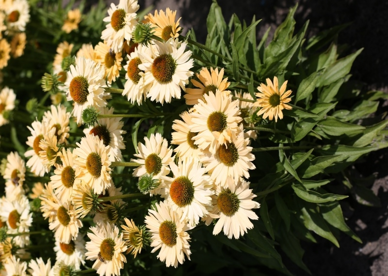 Echinacea Sensation Mango®