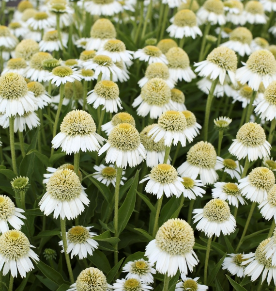 Echinacea Delicious Ice®