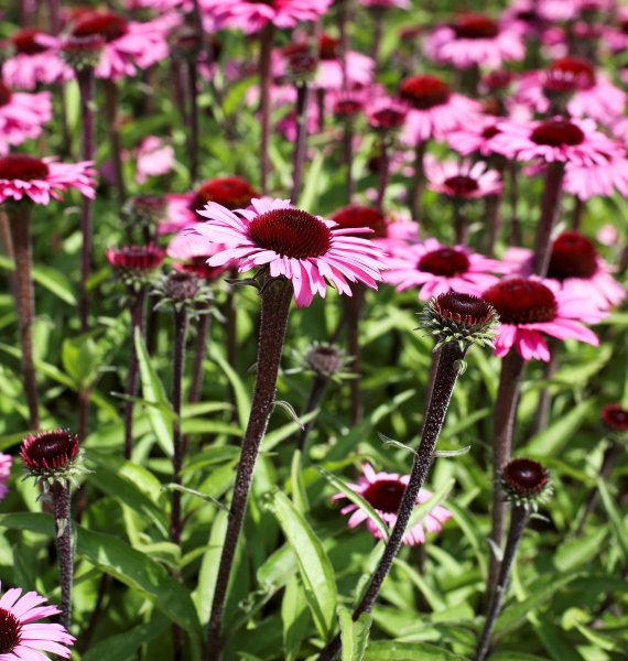 Echinacea Sensation Blackpearl®