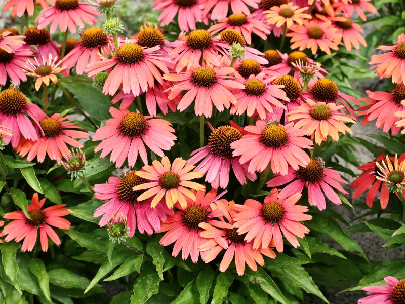 Echinacea Sensation Coral®