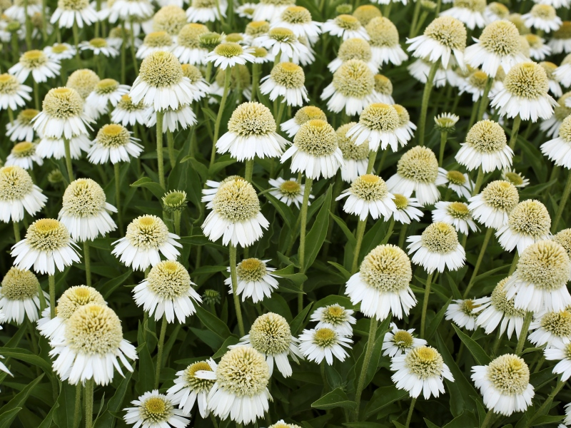 Echinacea Delicious Ice®