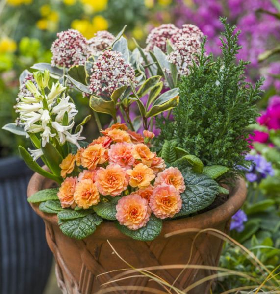 Primula Sweet Apricot Belarina