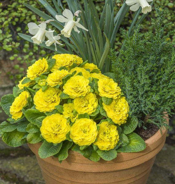 Primula Day-Glo Yellow Prima Belarina