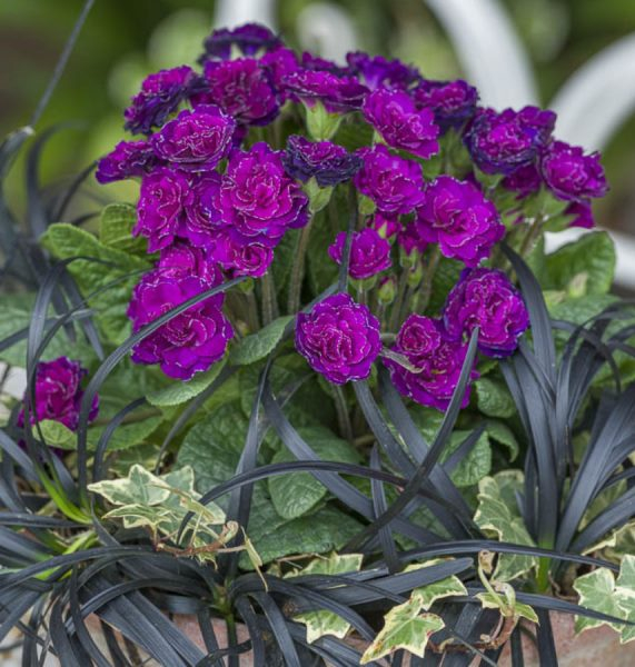 Primula Ruby Champagne Belarina