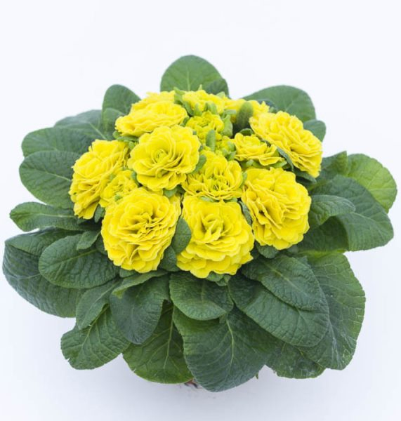 Primula Prima Belarina Day-Glo Yellow