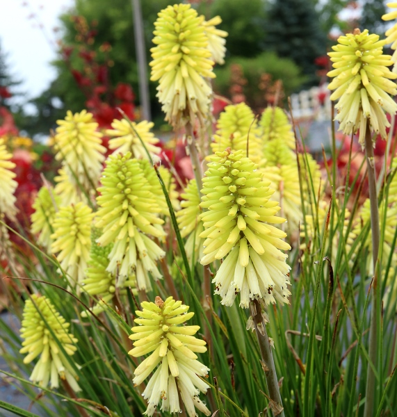 Kniphofia Poco Citron