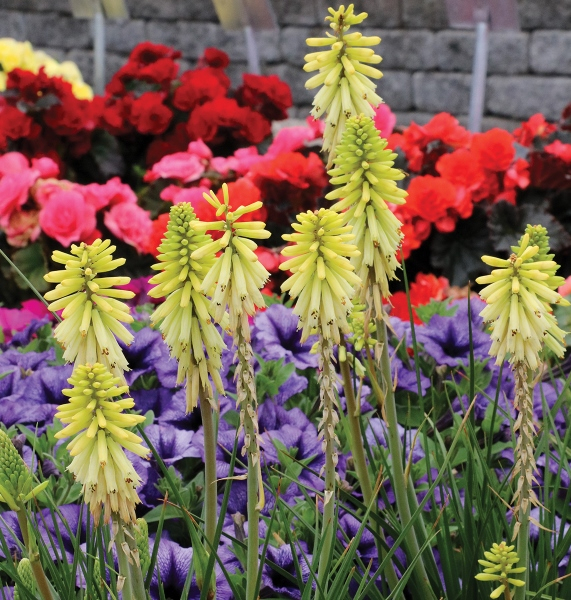 Kniphofia Poco Citron