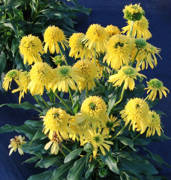 Echinacea SUNNY DAYS™ Lemon