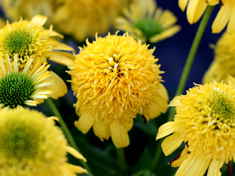 Echinacea SUNNY DAYS™ Lemon