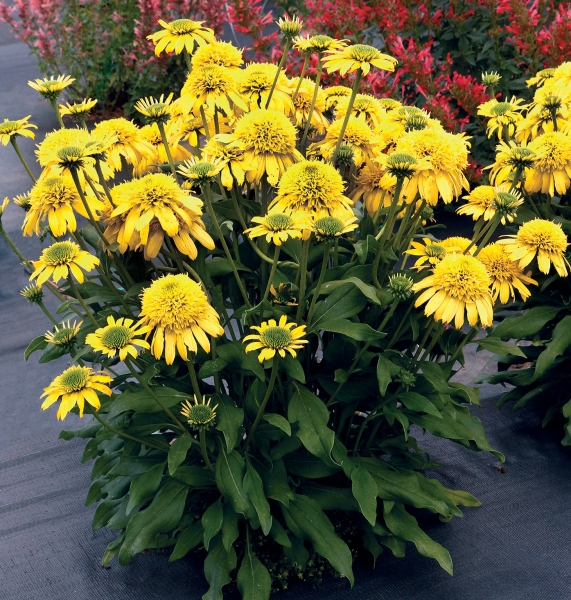 Echinacea SUNNY DAYS™ Lemon