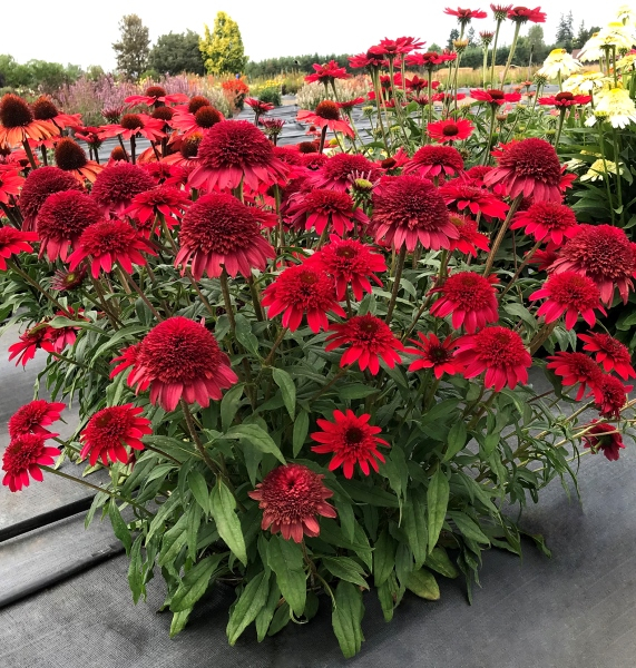 Echinacea SUNNY DAYS™ Ruby