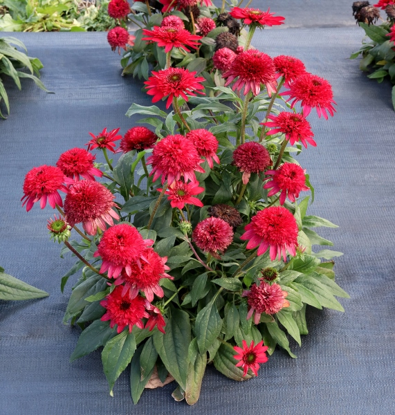 Echinacea SUNNY DAYS™ Ruby