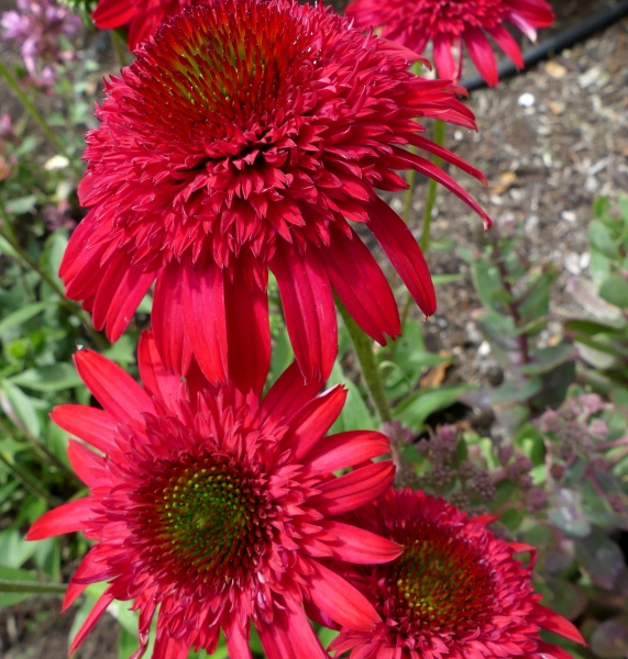 Echinacea SUNNY DAYS™ Ruby