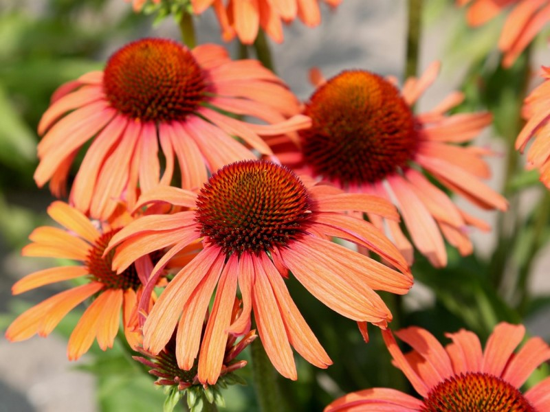 Echinacea Sensation Orange®